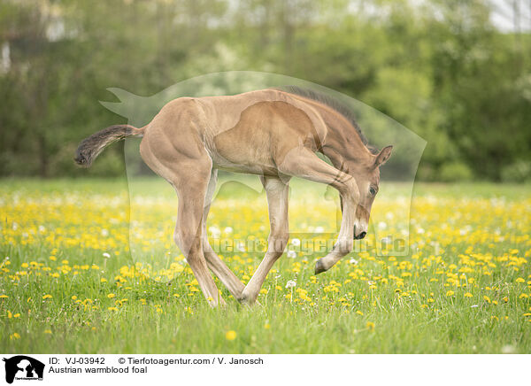sterreichisches Warmblut Fohlen / Austrian warmblood foal / VJ-03942