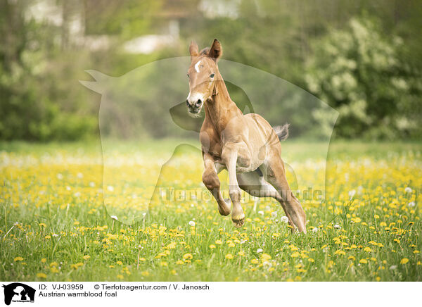 sterreichisches Warmblut Fohlen / Austrian warmblood foal / VJ-03959