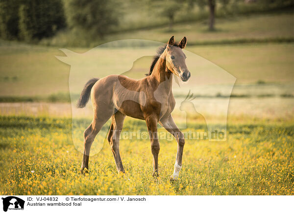 Austrian warmblood foal / VJ-04832