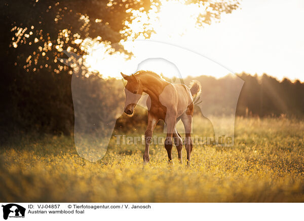 Austrian warmblood foal / VJ-04857