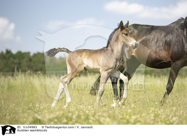 sterreichische Warmblter / Austrian warmbloods / VJ-04983