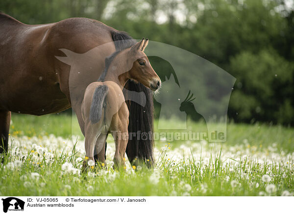 sterreichische Warmblter / Austrian warmbloods / VJ-05065