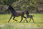 mare and foal