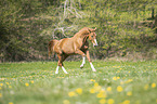 galloping Austrian Warmblood