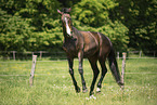 Austrian warmblood in the meadow