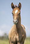 Austrian warmblood foal