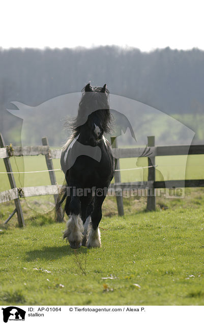 stallion / AP-01064