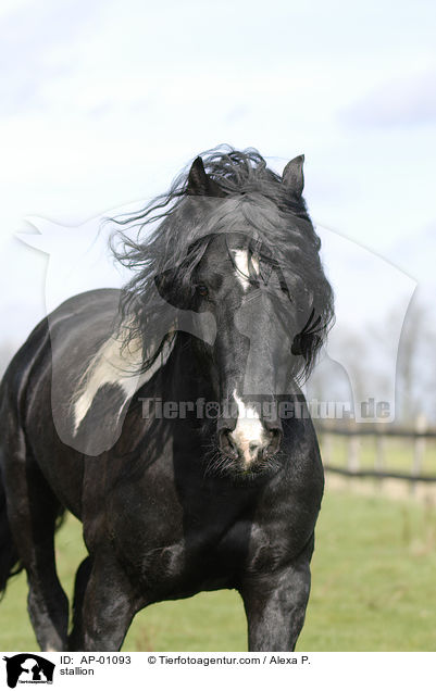 stallion / AP-01093