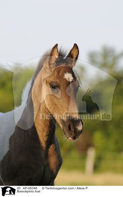 Barockpinto foal / AP-06346