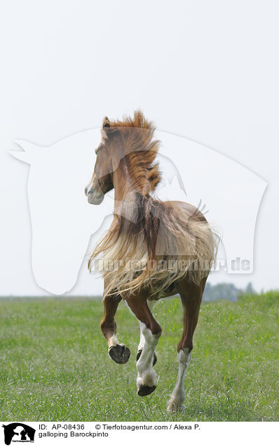 galloping Barockpinto / AP-08436