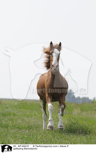 galloping Barockpinto / AP-08437