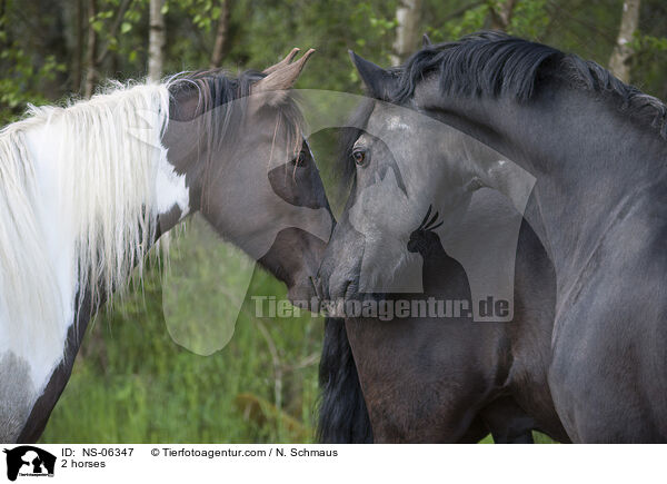 2 horses / NS-06347