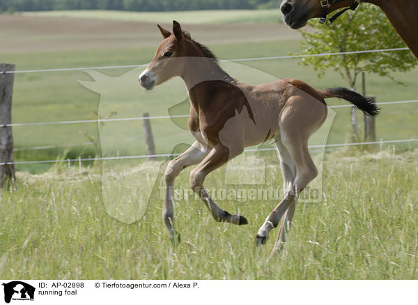 running foal / AP-02898