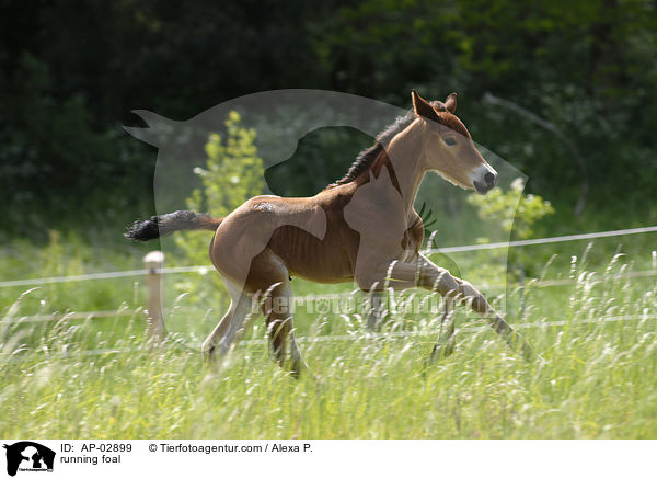 running foal / AP-02899
