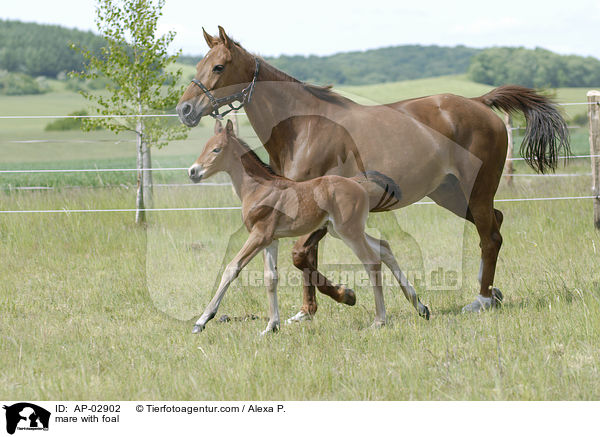 mare with foal / AP-02902