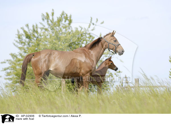 mare with foal / AP-02906