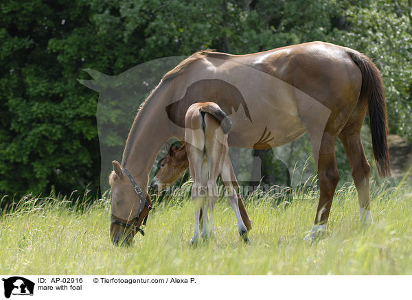 mare with foal / AP-02916