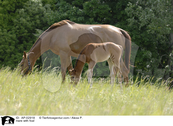 Stute mit Fohlen / mare with foal / AP-02918