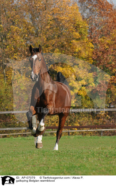 galloping Belgian warmblood / AP-07079
