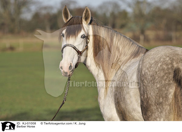 Berber / Berber Horse / KJ-01008