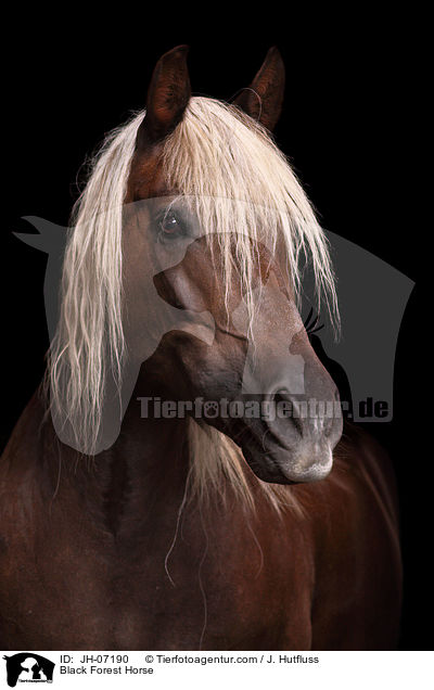 Black Forest Horse / JH-07190