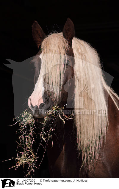Black Forest Horse / JH-07206