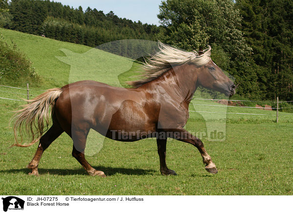 Black Forest Horse / JH-07275