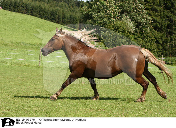 Black Forest Horse / JH-07276