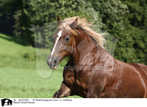 Black Forest Horse / JH-07281
