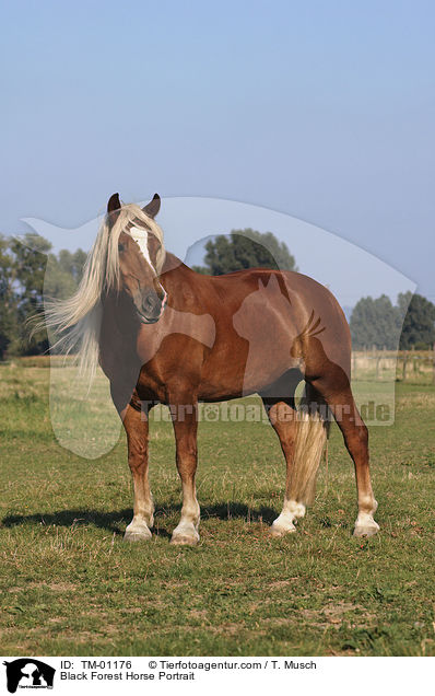 Black Forest Horse Portrait / TM-01176