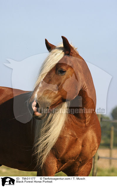 Black Forest Horse Portrait / TM-01177