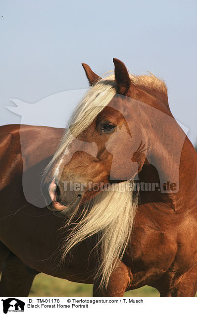 Black Forest Horse Portrait / TM-01178