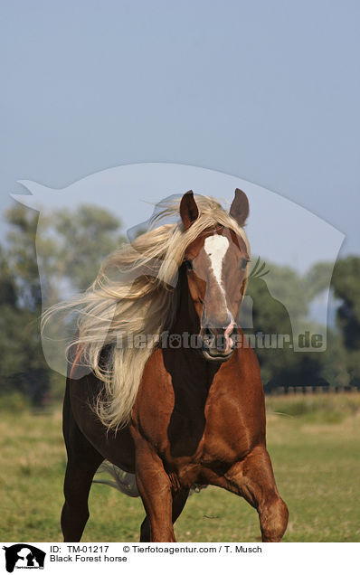 Black Forest horse / TM-01217
