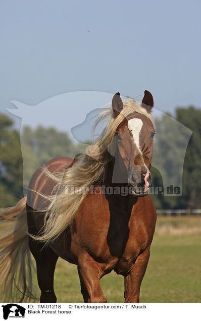 Black Forest horse / TM-01218