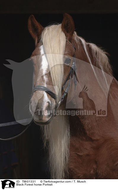 Black Forest horse Portrait / TM-01331