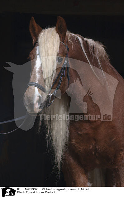 Black Forest horse Portrait / TM-01332