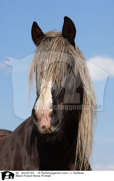 Black Forest Horse Portrait / JH-02120