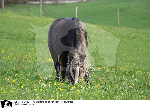 Schwarzwlder Fuchs / black forest horse / JH-02162