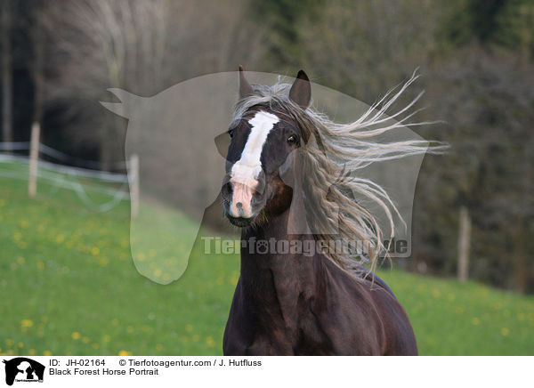 Black Forest Horse Portrait / JH-02164