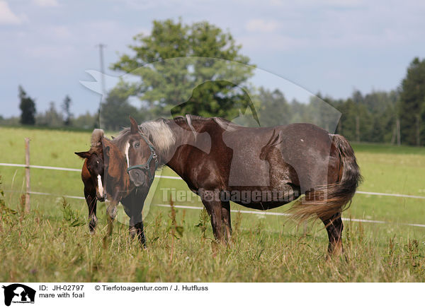mare with foal / JH-02797