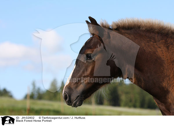 Black Forest Horse Portrait / JH-02802