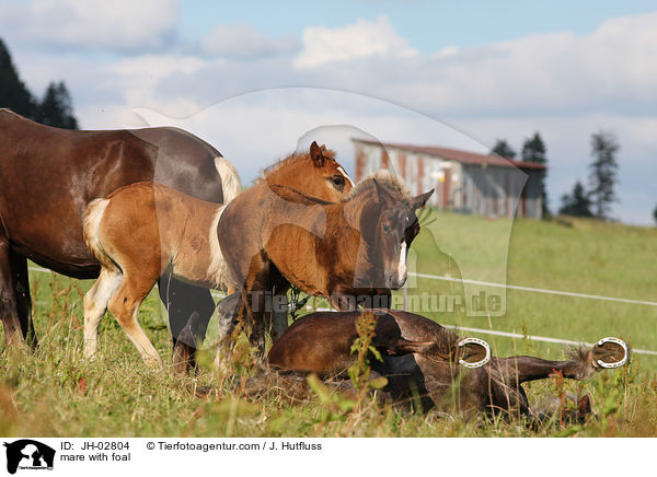 mare with foal / JH-02804