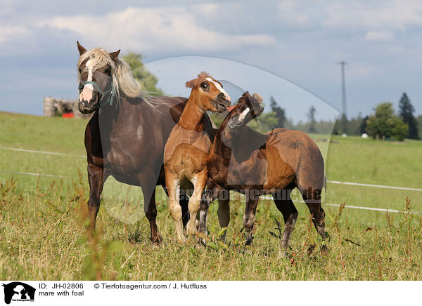 mare with foal / JH-02806