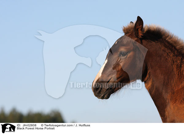 Black Forest Horse Portrait / JH-02808