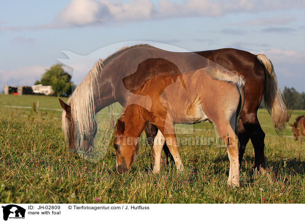 mare with foal / JH-02809