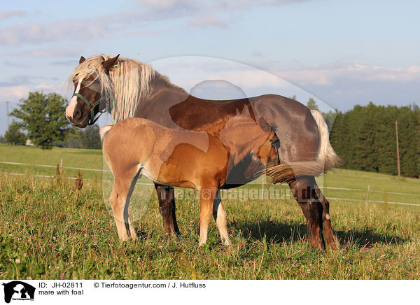 mare with foal / JH-02811