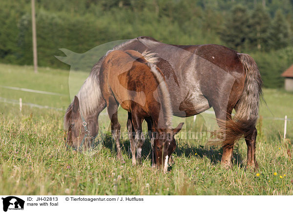 mare with foal / JH-02813