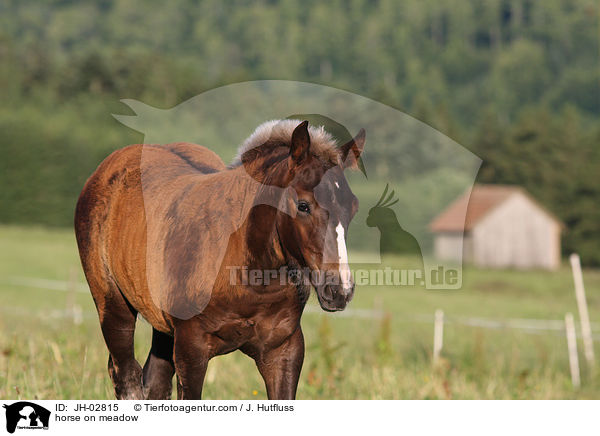 horse on meadow / JH-02815