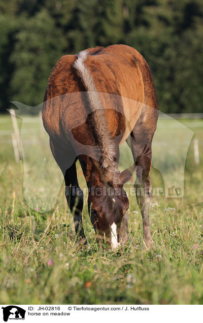 horse on meadow / JH-02816