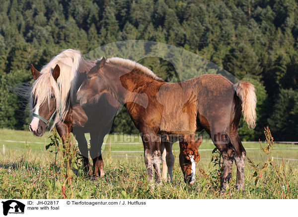 mare with foal / JH-02817
